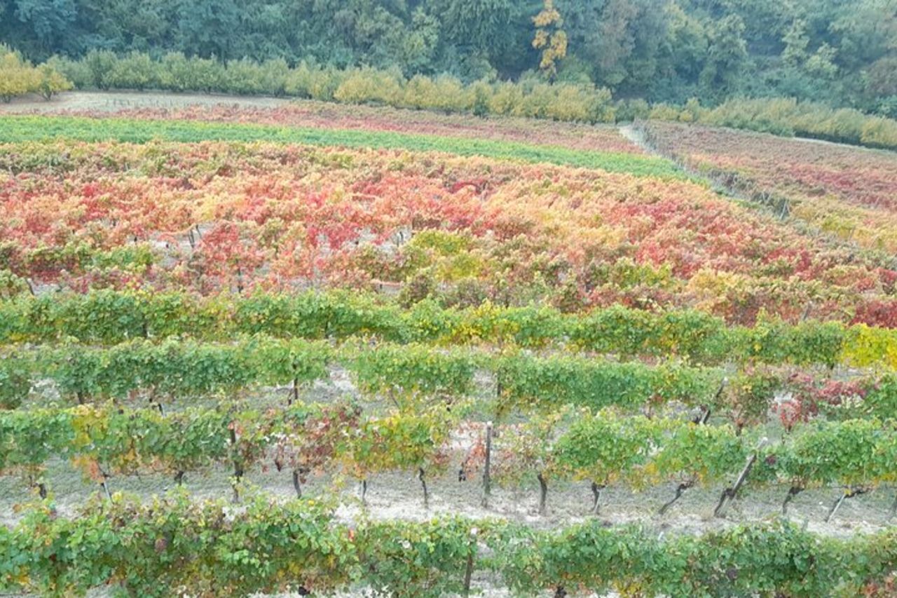 Tour di Degustazioni Vini e Prodotti Tipici — 6