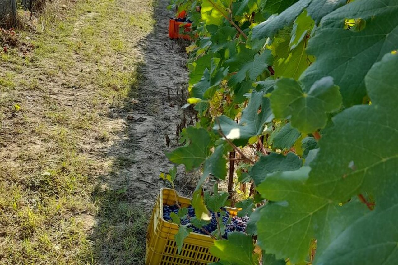 Tour di Degustazioni Vini e Prodotti Tipici — 7