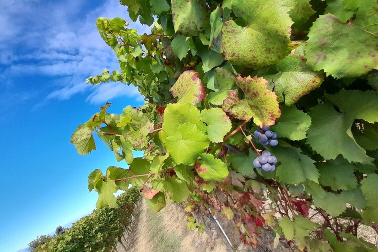 Tour di Degustazioni Vini e Prodotti Tipici — 8