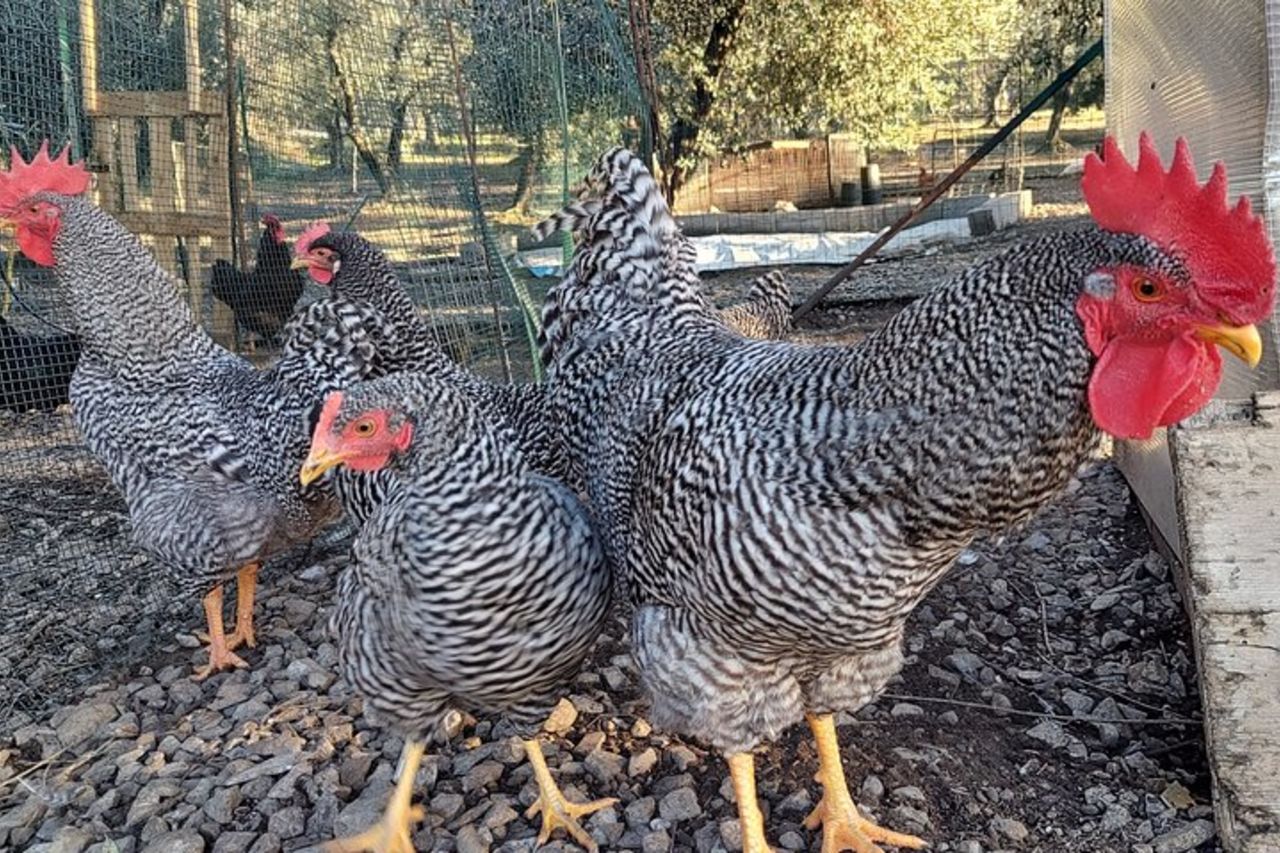 Tour gastronomico degli agricoltori locali di Varenna — 8