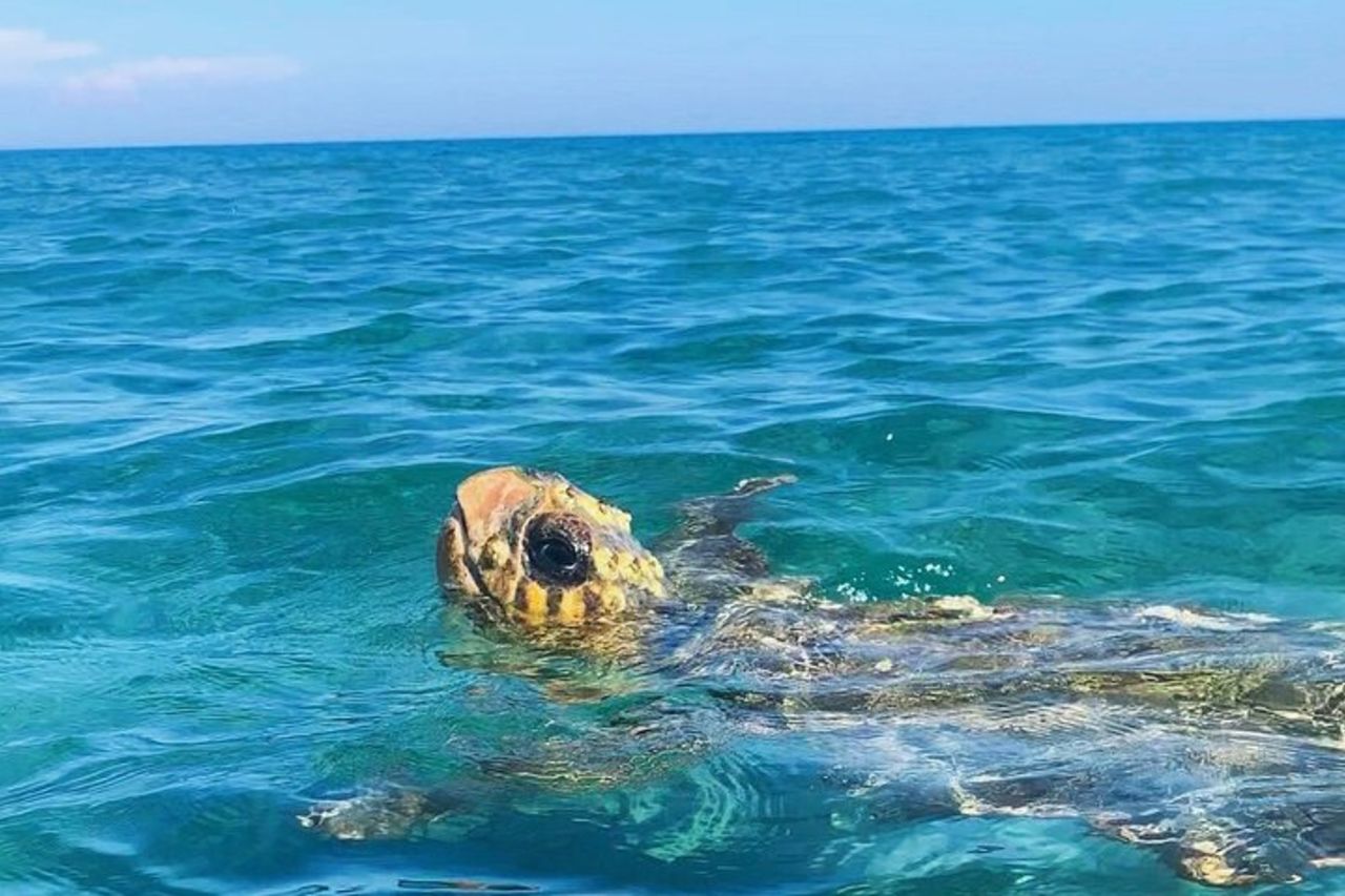 Zante: tour in barca con tartarughe con fondo di vetro alle grotte e alle isole di Keri — 3