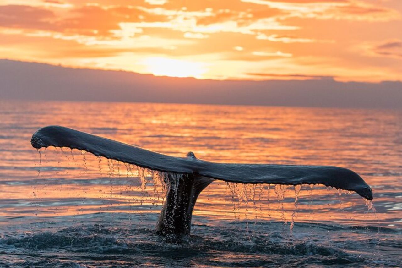 Avvistamento delle megattere, Penisola di Tahiti — 7