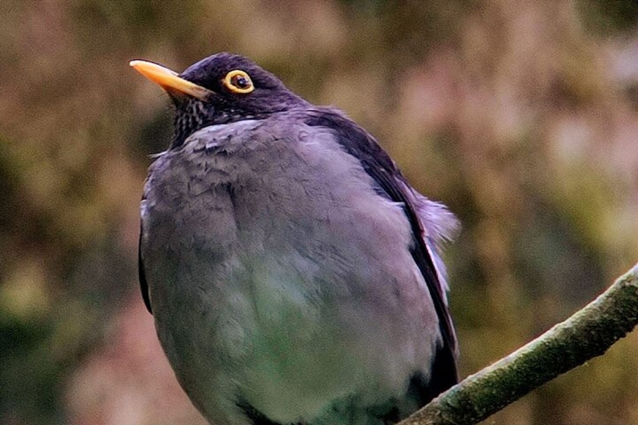 Tour della foresta nebbiosa di Monteverde — 6