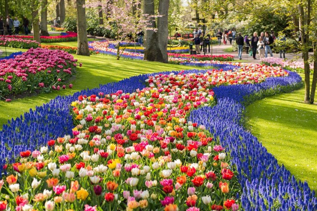 Da Amsterdam : biglietto e trasferimento per i Giardini Keukenhof
