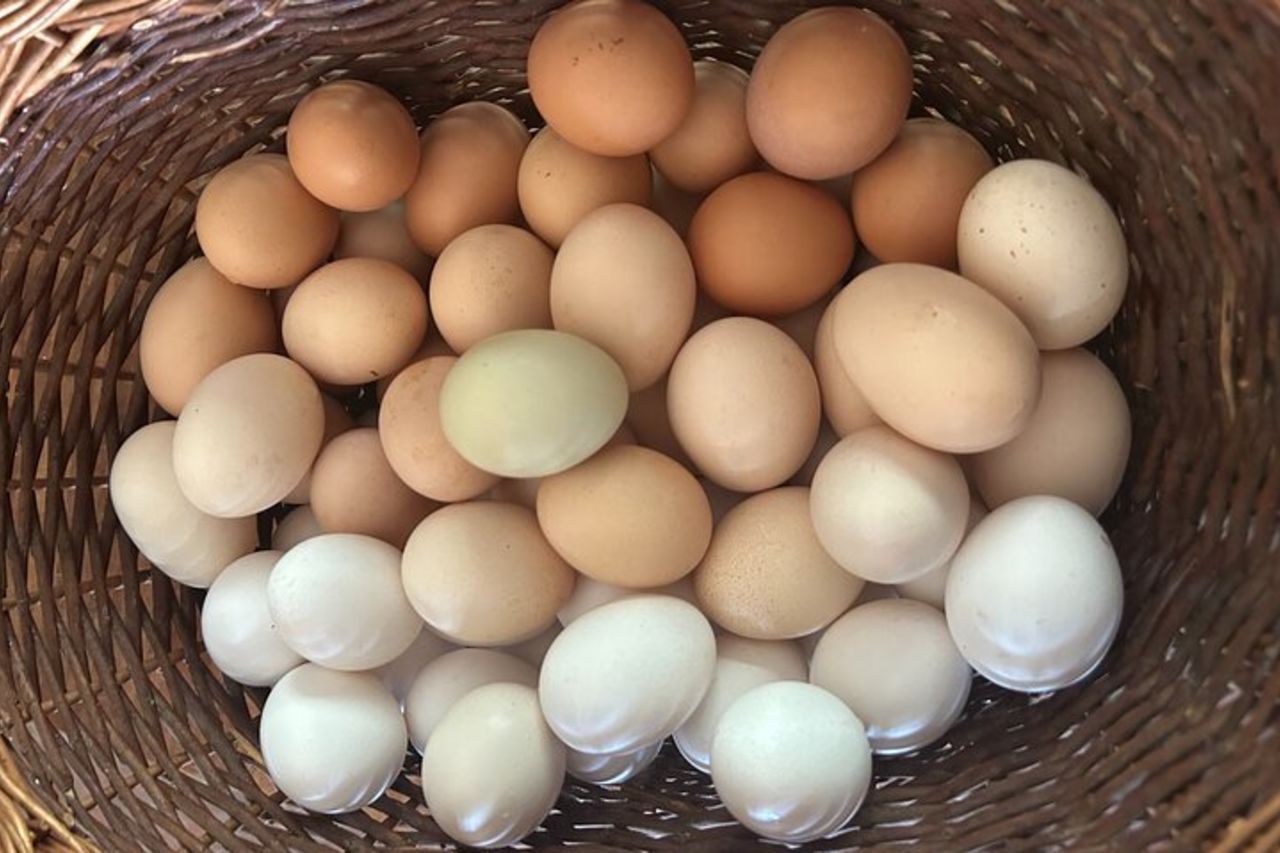 Pisa Pasta Cooking Class (esperienza privata) — 5