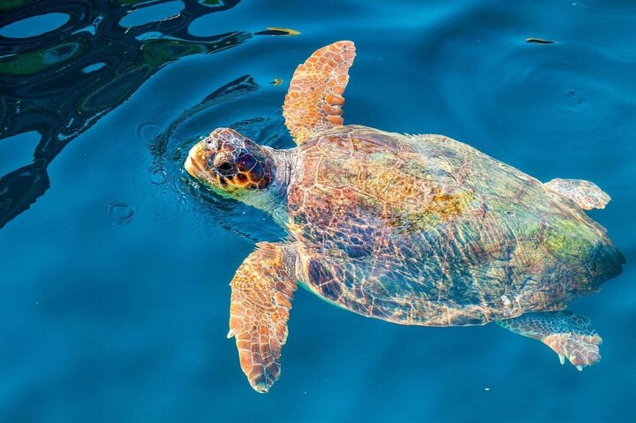 Tour di mezza giornata a Zante e crociera sull'isola delle tartarughe e le grotte di Keri — 2