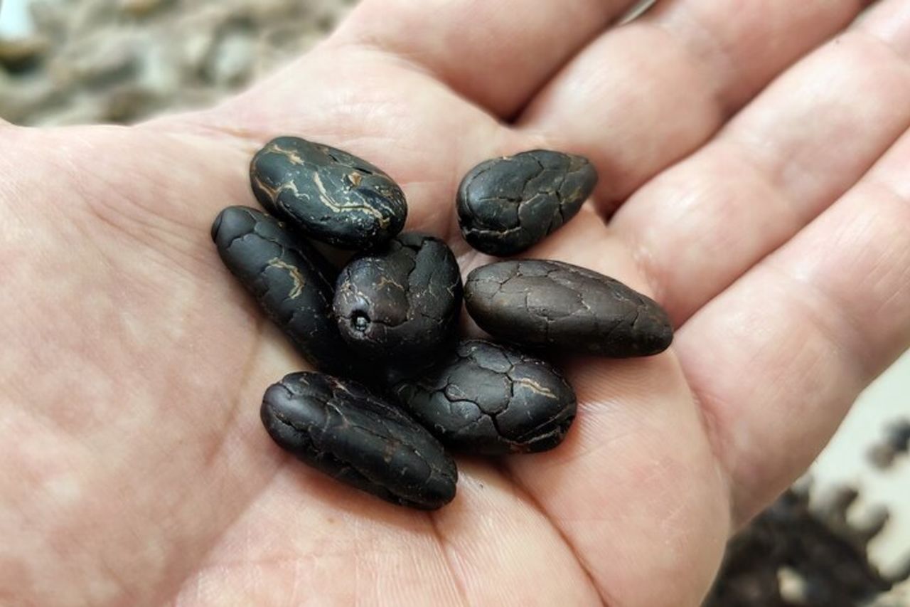 Cioccolatiere per un giorno a Modica: cioccolato grezzo BeanToBar — 2