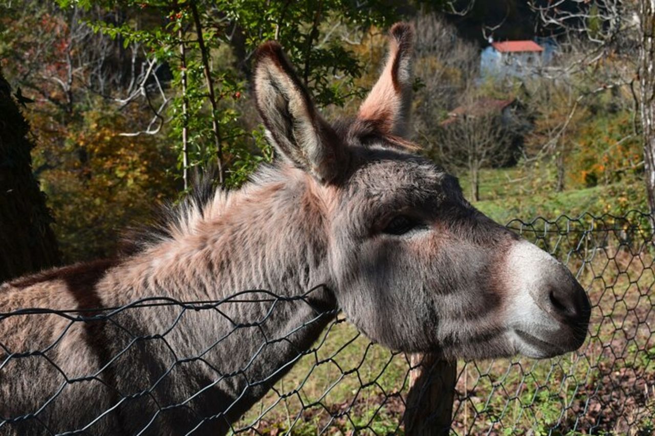 Val Senagra - La valle incantata — 7