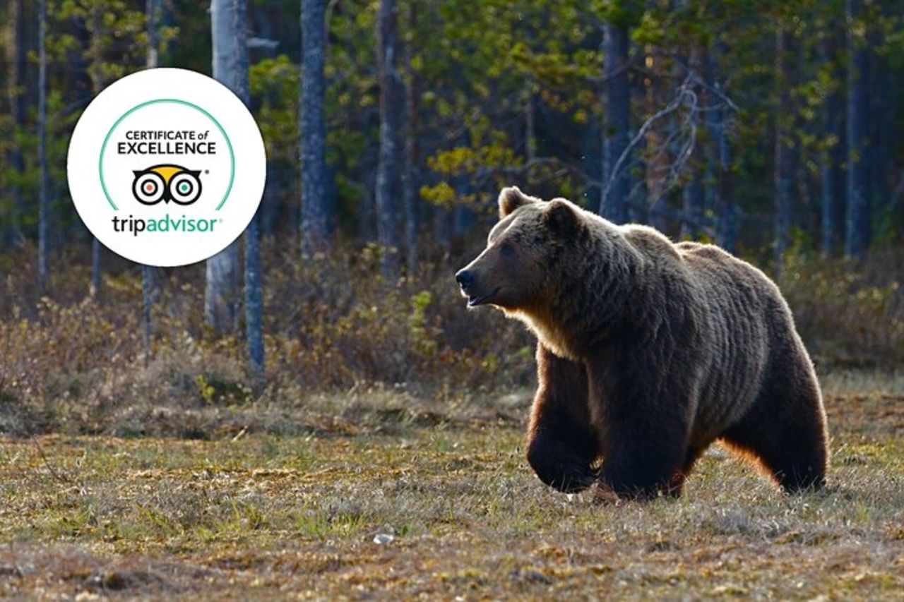 Punti salienti e fauna selvatica di Banff | Avventura pluripremiata per piccoli gruppi