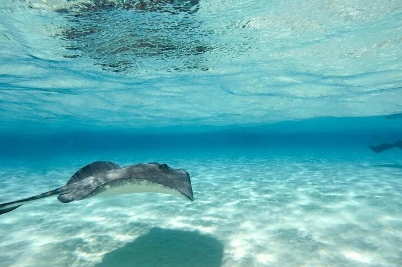 Cayman Combo Tour : Razze marine, Punta Stellata e Grotte di Cristallo — 8