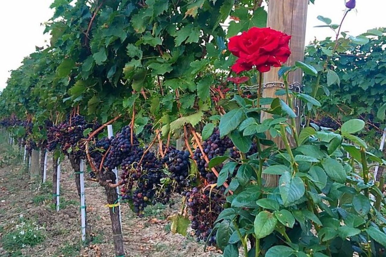 Tour e degustazione in cantina in Abruzzo — 5