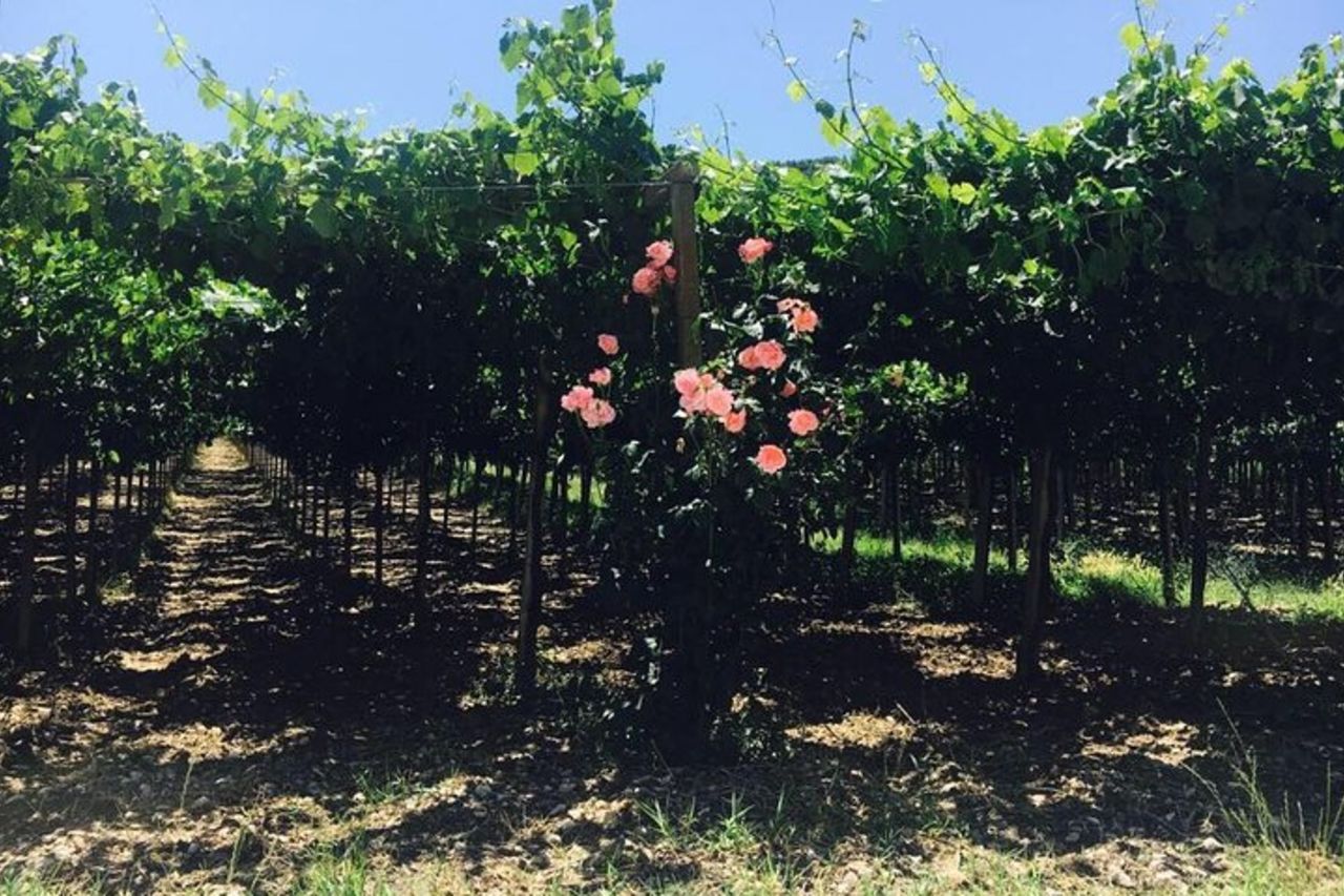 Tour e degustazione in cantina in Abruzzo — 8