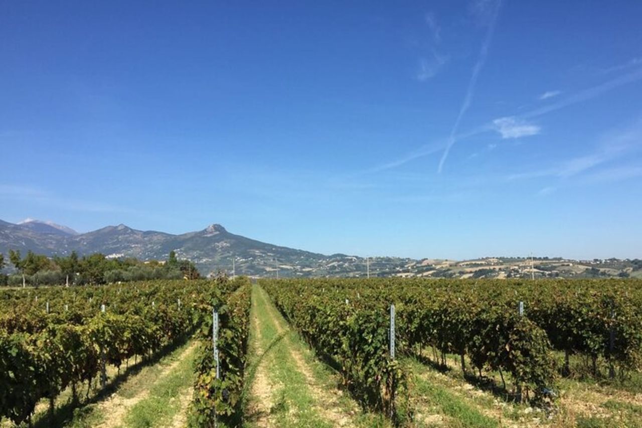 Visita e degustazione a 30 minuti da Pescara Entry