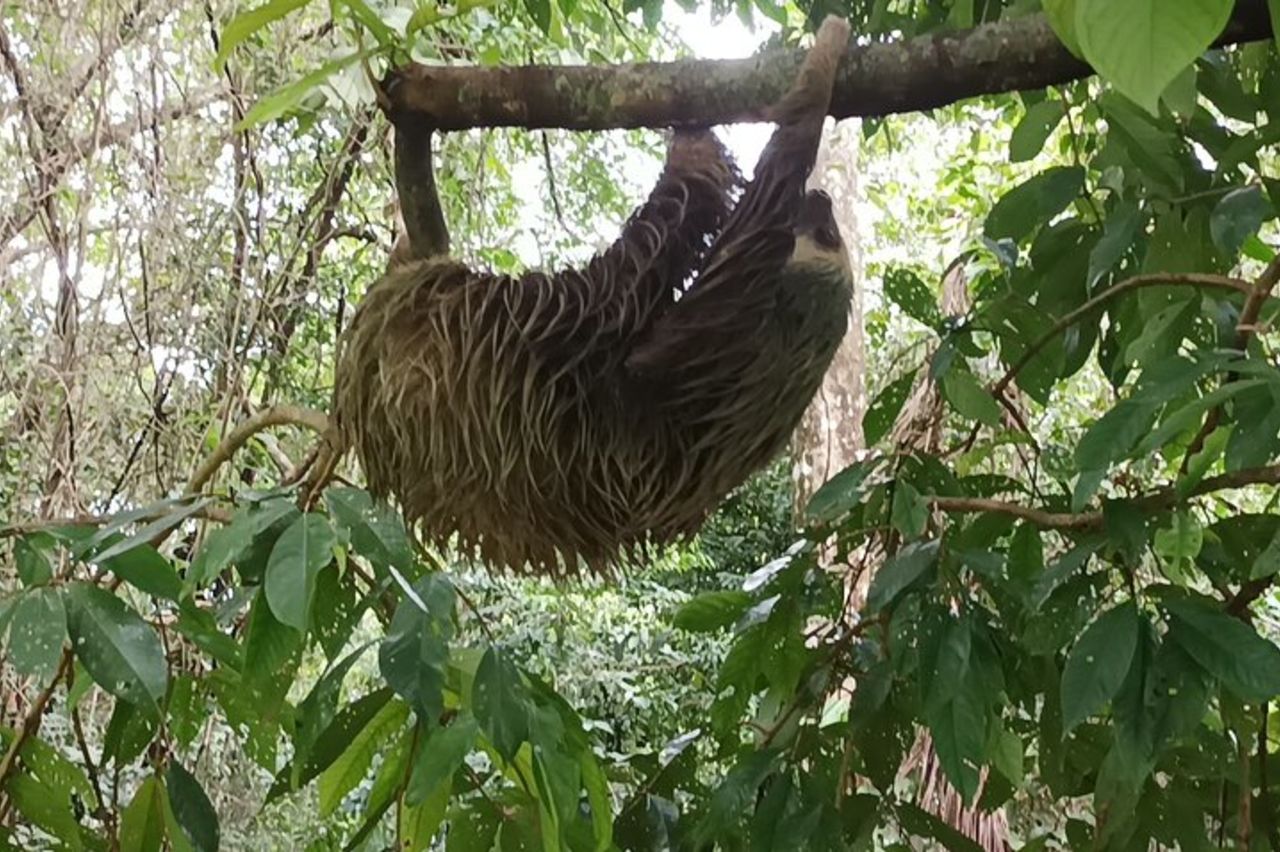 Gatun Lake : Scimmie e fauna esotica lungo il canale — 7