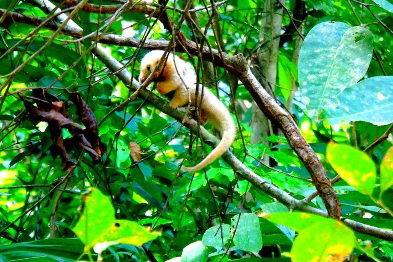 Gatun Lake : Scimmie e fauna esotica lungo il canale — 8