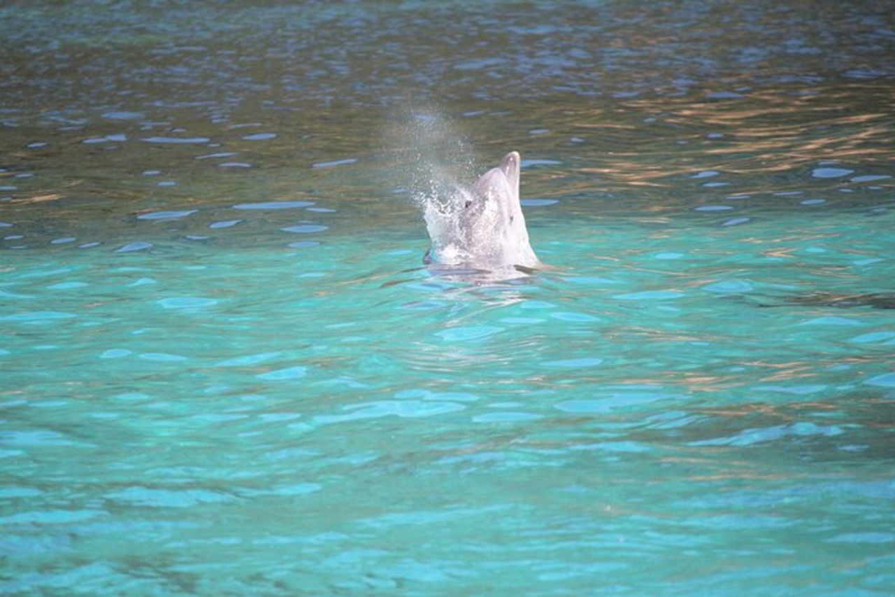Capo Figari: Avvistamento Delfini da Olbia — 7
