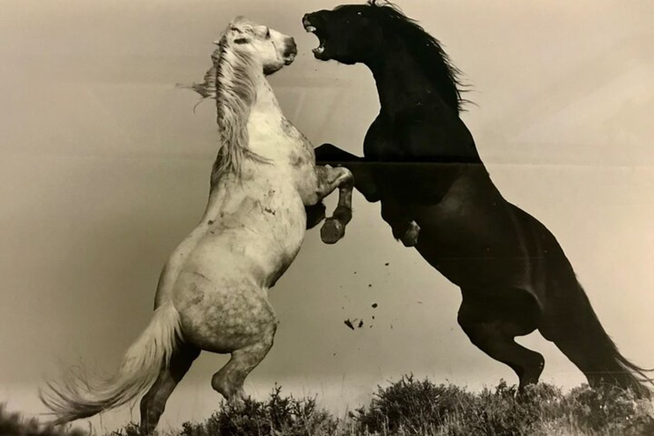 Offerte di tour in autobus Red Canyon Wild Mustang alle 8:00 tutti i giorni — 6