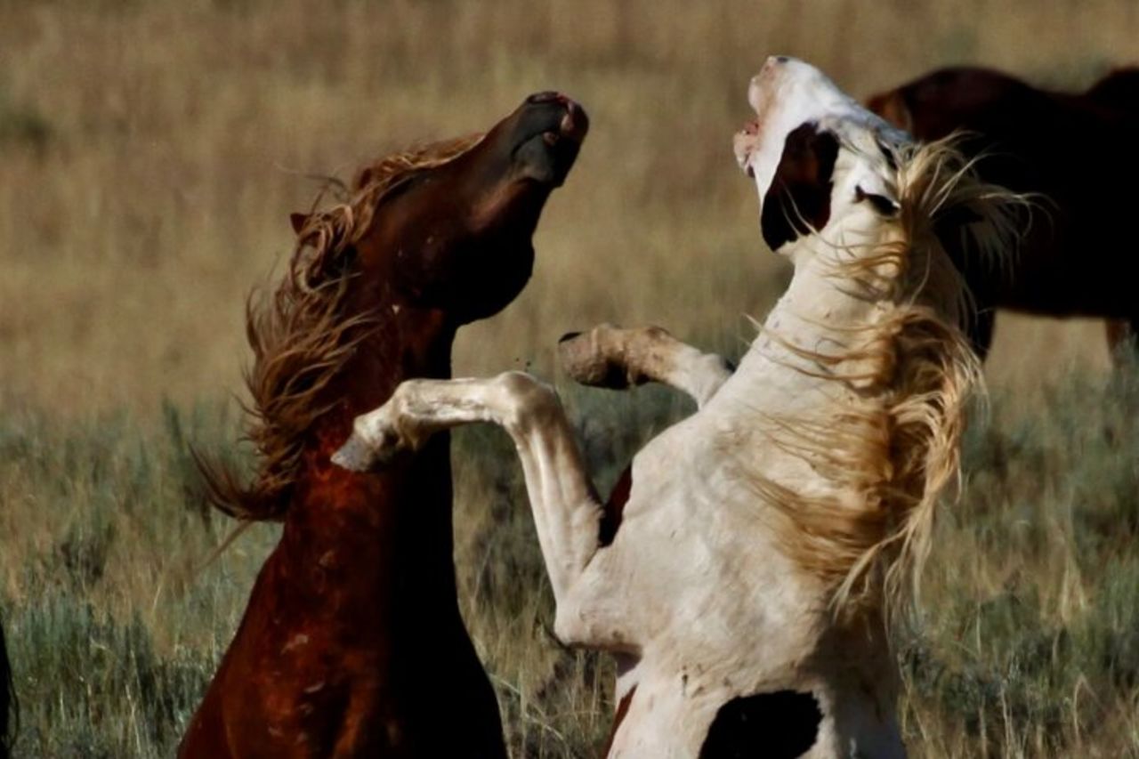 Offerte di tour in autobus Red Canyon Wild Mustang alle 8:00 tutti i giorni — 3