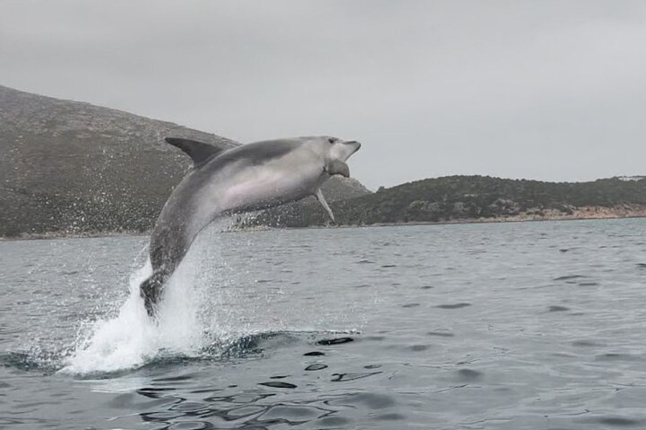 Golfo Aranci: Tour in Kayak con aperitivo e avvistamento delfini (max 9 pax) — 3