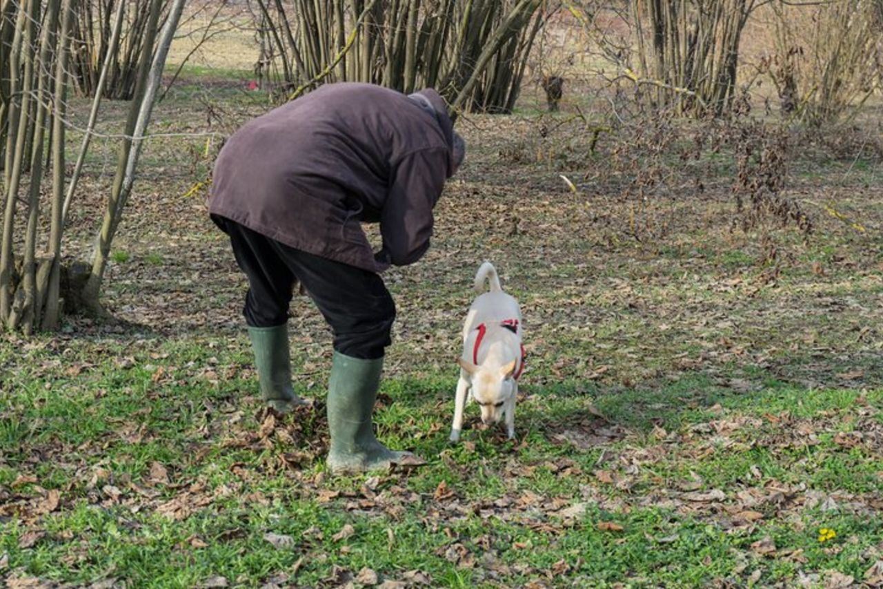 Caccia al Tartufo e Degustazione di Formaggi, Tartufi e Vino vicino Alba — 4