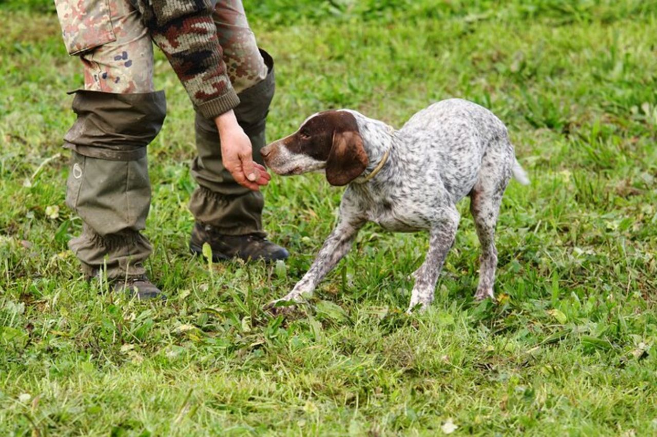 Caccia al Tartufo e Degustazione di Formaggi, Tartufi e Vino vicino Alba — 3
