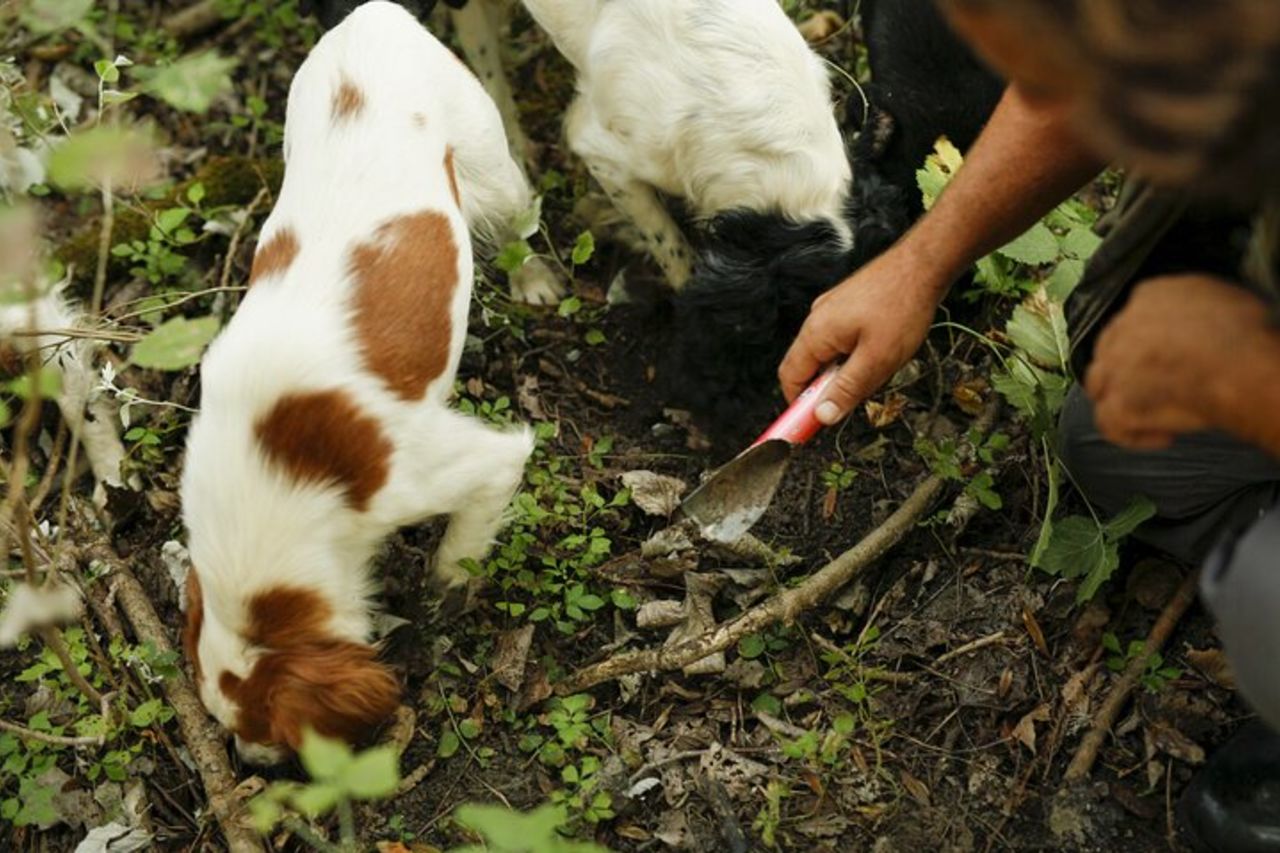 Caccia al Tartufo e Degustazione di Formaggi, Tartufi e Vino vicino Alba — 2