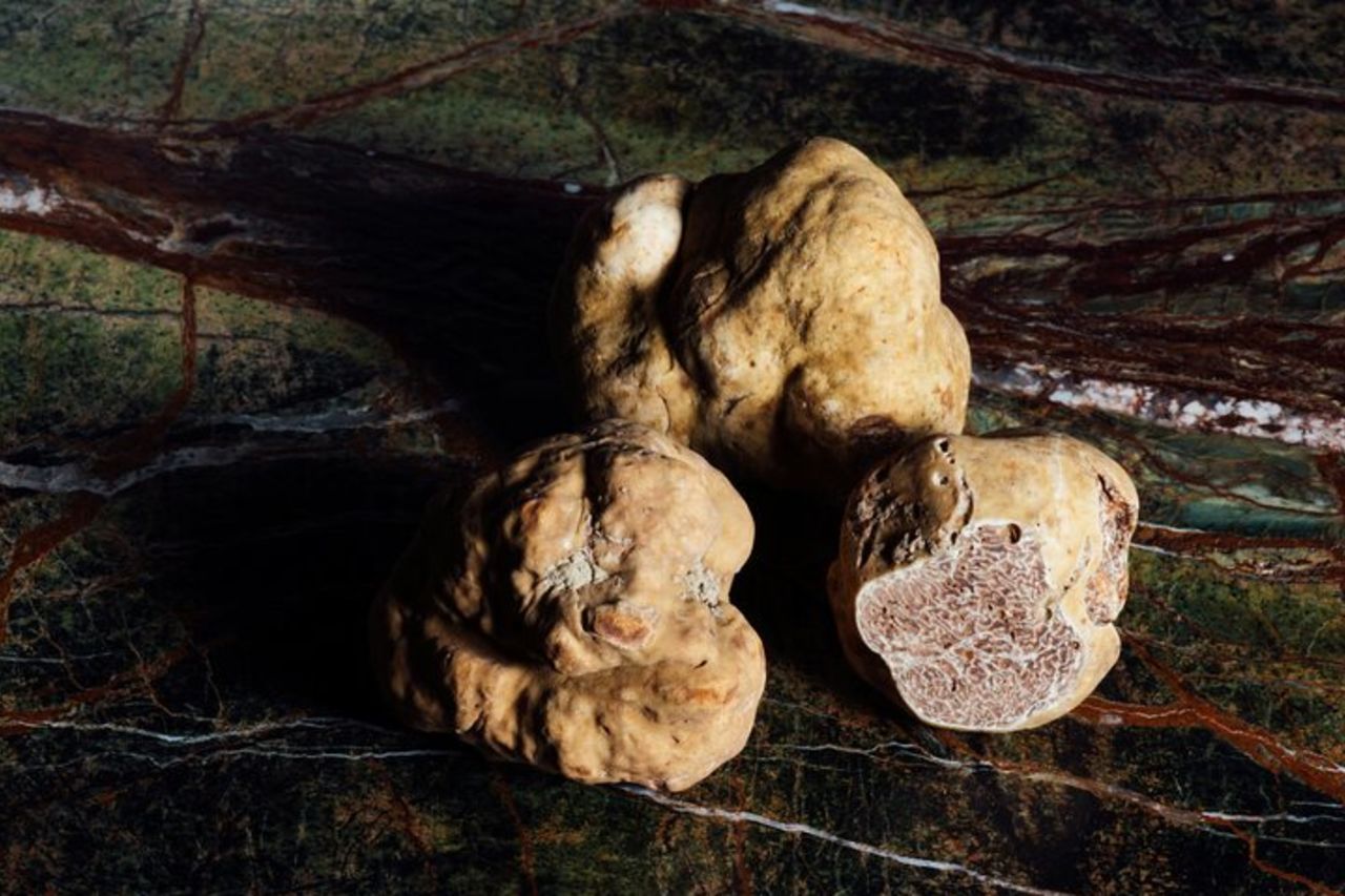 Caccia al Tartufo e Degustazione di Formaggi, Tartufi e Vino vicino Alba — 8