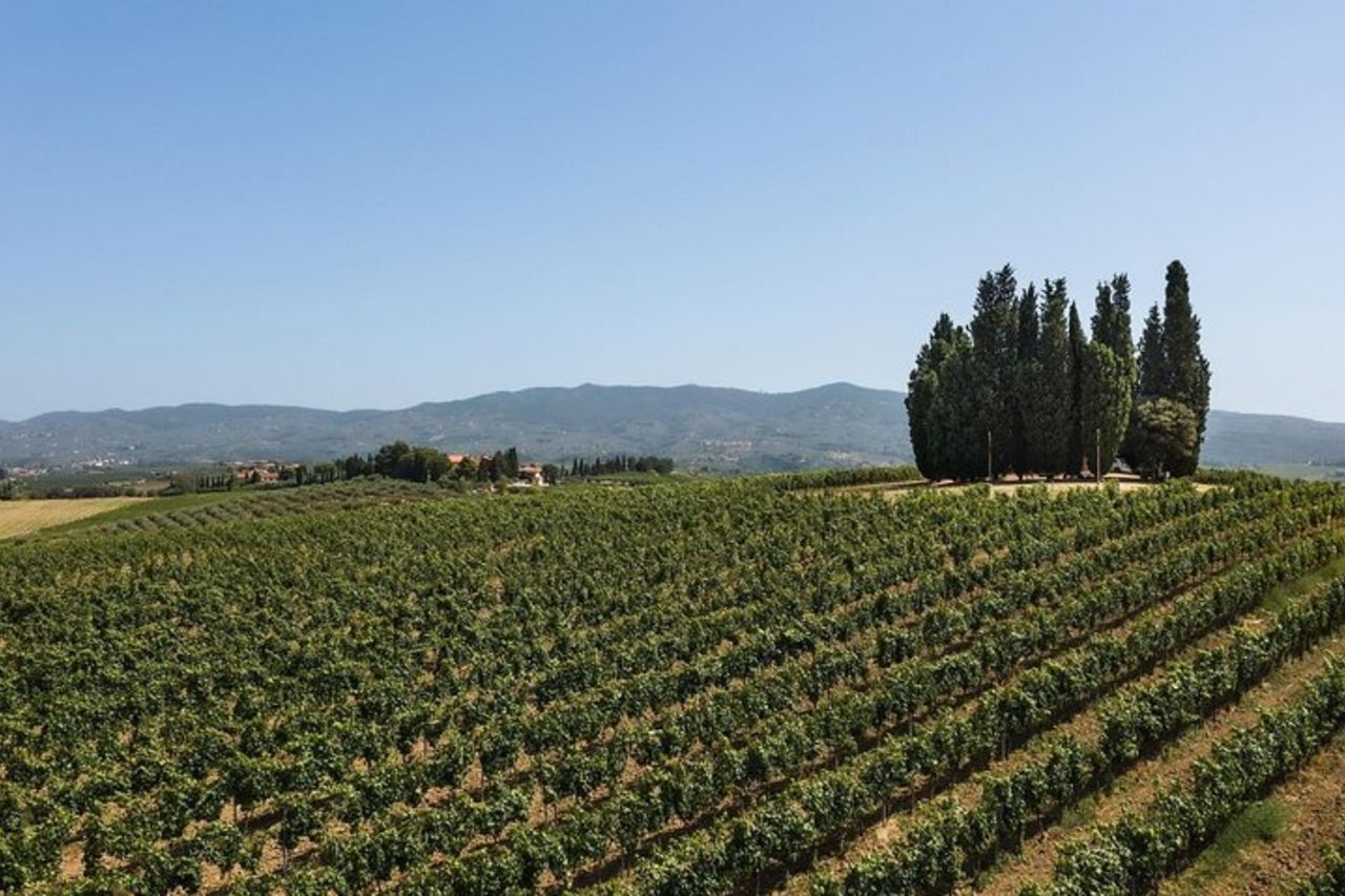 Wine experience tra le colline Toscane con degustazione a Vinci — 7