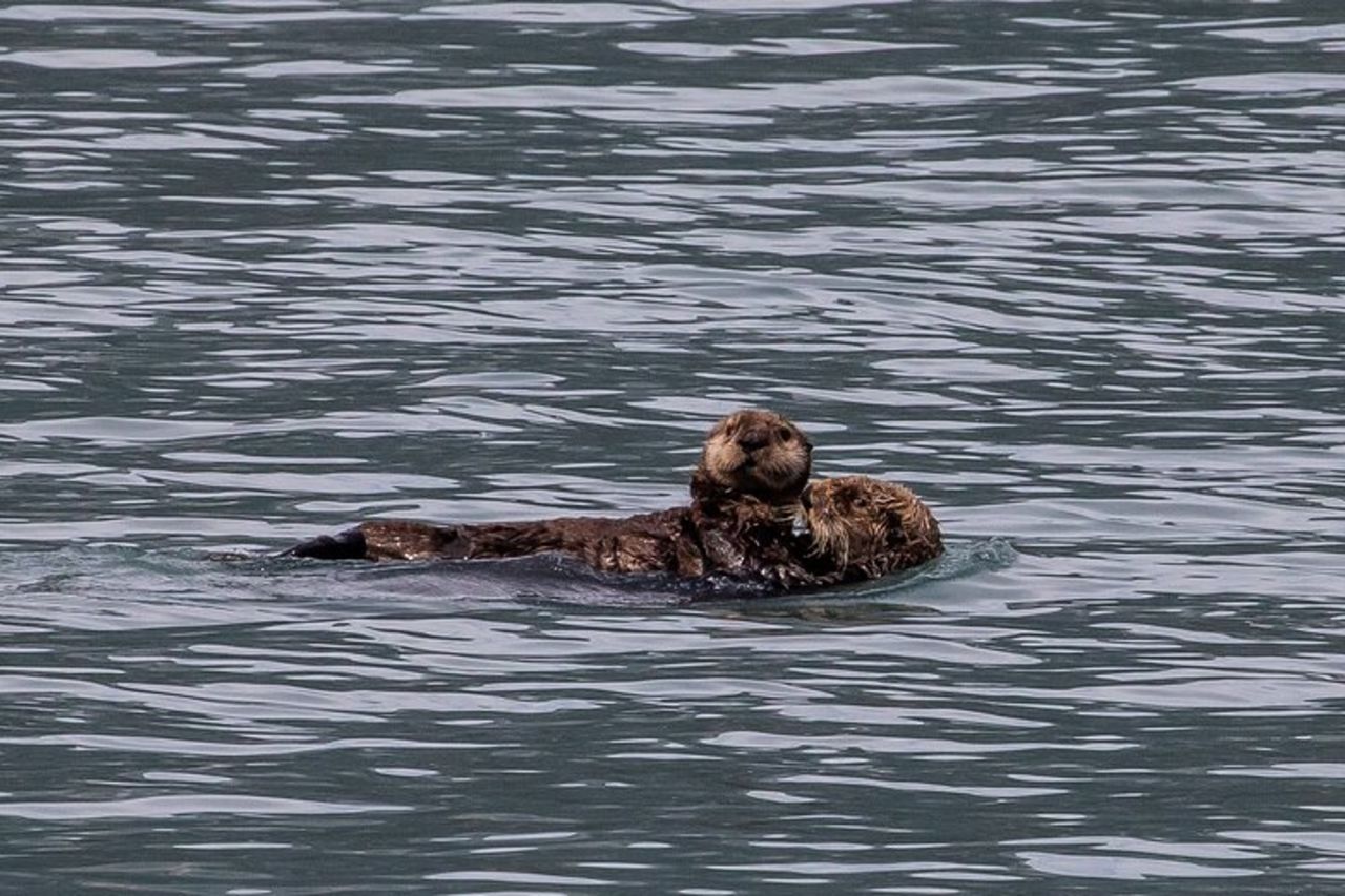 Escursione a Seward Shore: tour pre-o post-crociera nel Knai Fjords National Park — 6