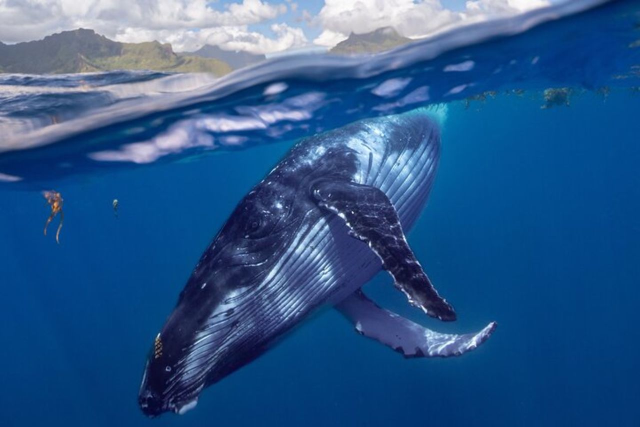 Avvistamento delle megattere, Penisola di Tahiti — 2