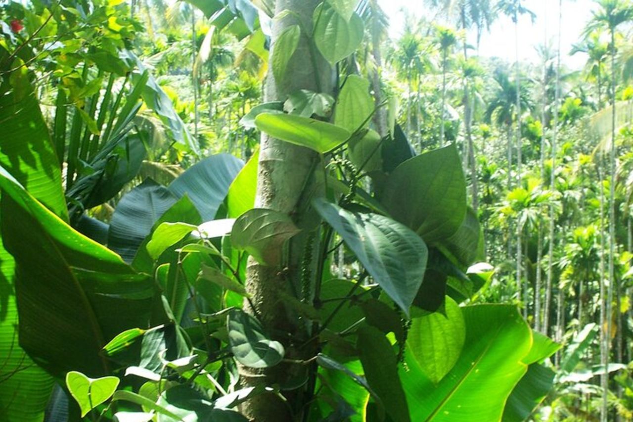 Antiche chiese, templi e piantagioni di spezie di Goa con pranzo "Goan". — 5