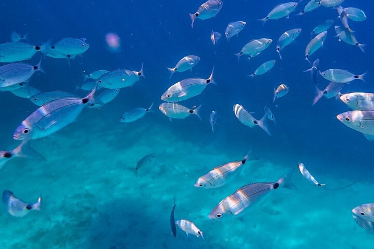 Tour con aperitivo e snorkeling ad Alghero Capo Caccia Sardegna — 5