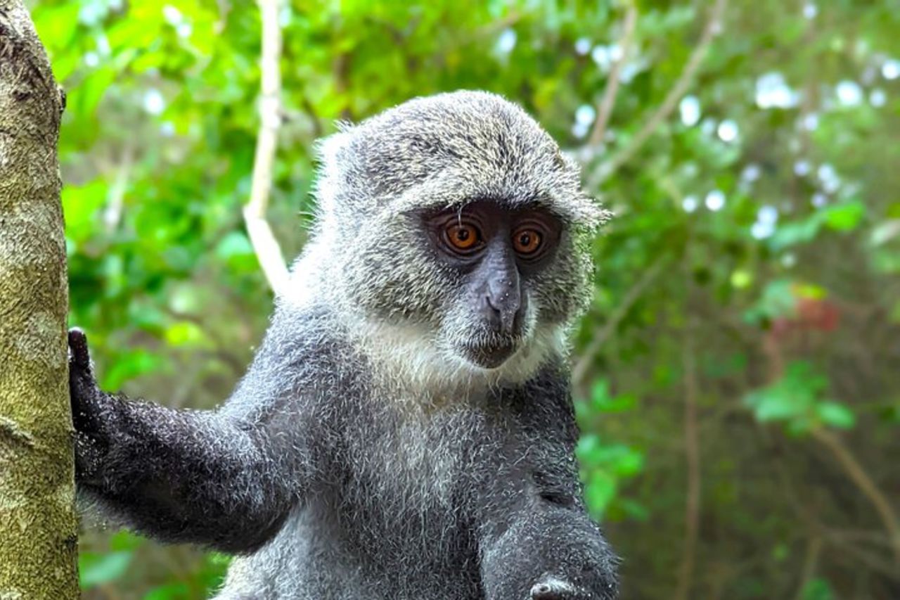 Cascata nascosta di Arusha, villaggio e tour del caffè (tutto incluso) — 4