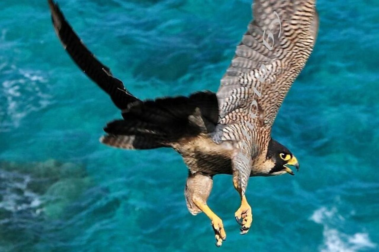 Da Cala Gonone Escursione Naturalistica in gommone — 3