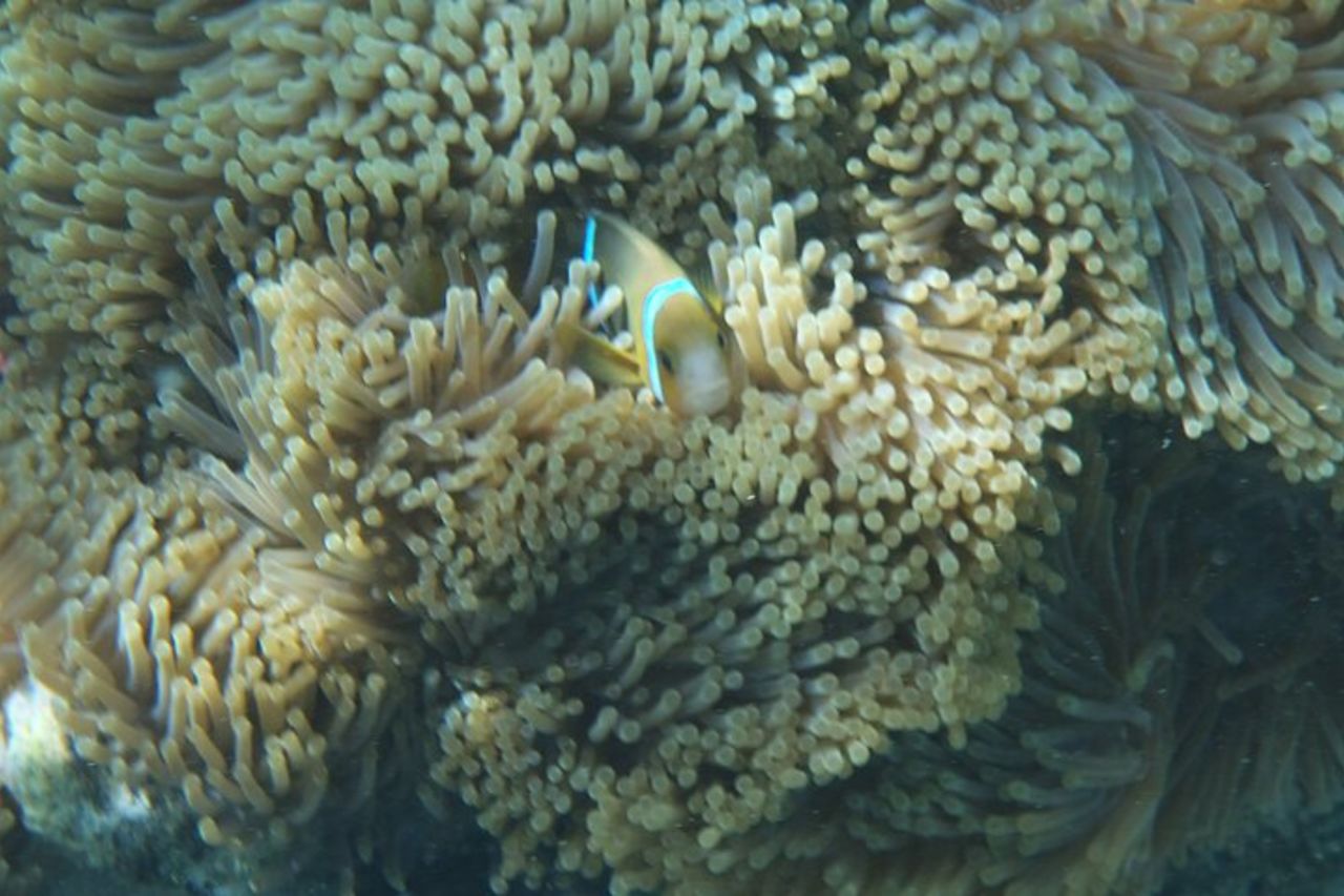 Gita in barca a vela di mezza giornata sulla laguna di Tahiti Commenti — 8