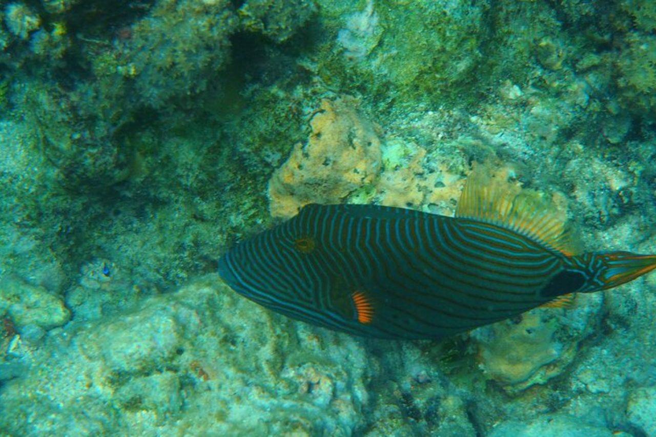Gita in barca a vela di mezza giornata sulla laguna di Tahiti Commenti — 9