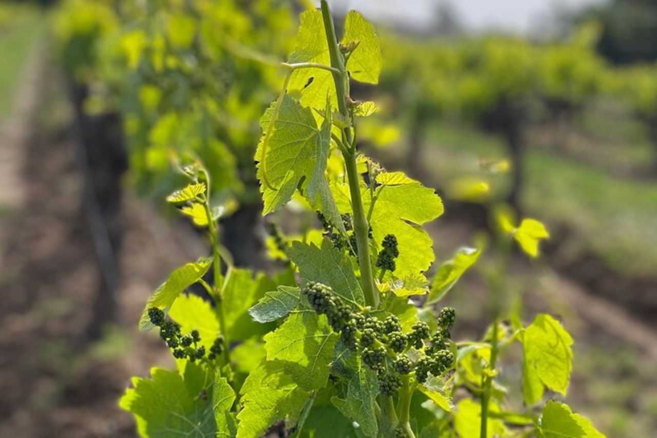 Tour privato in minivan, mezza giornata nei dintorni di Saint-Tropez — 7