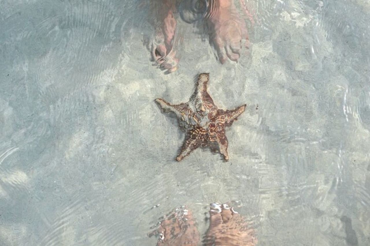 Cayman 3 in 1 Adventure Reef Snorkeling, stelle marine e razze — 8