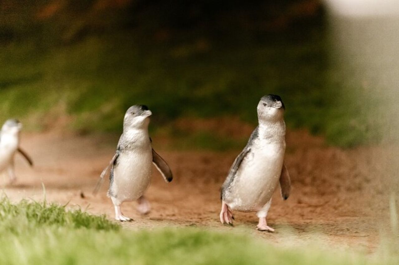 Punti salienti della gita di un giorno a Phillip Island con pinguini e koala da Melbourne — 5