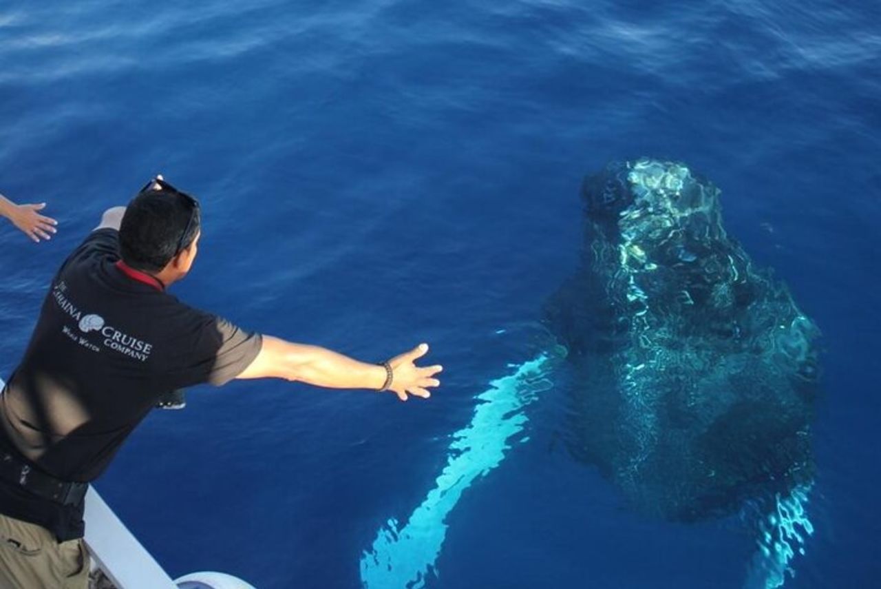 2 - Oahu Whale Watch from Ala Wai Harbor, Parco della struttura — 3