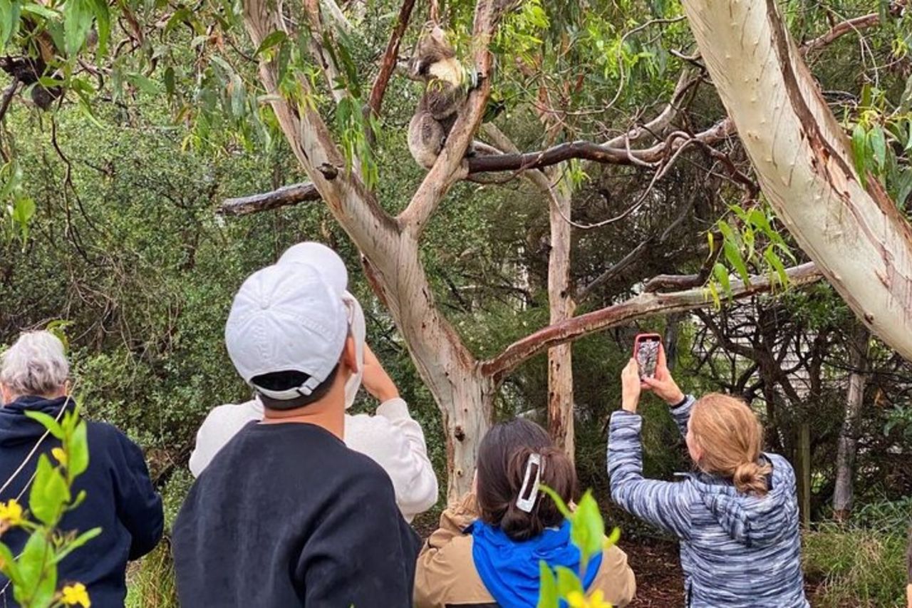 Tour ecologico per piccoli gruppi di Great Ocean Road da Melbourne — 6