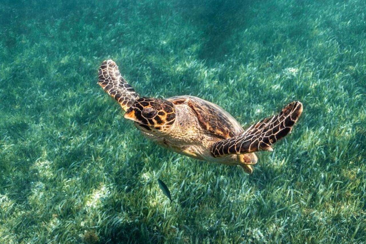 Tour di snorkeling con tartarughe e razze Puerto Morelos — 7