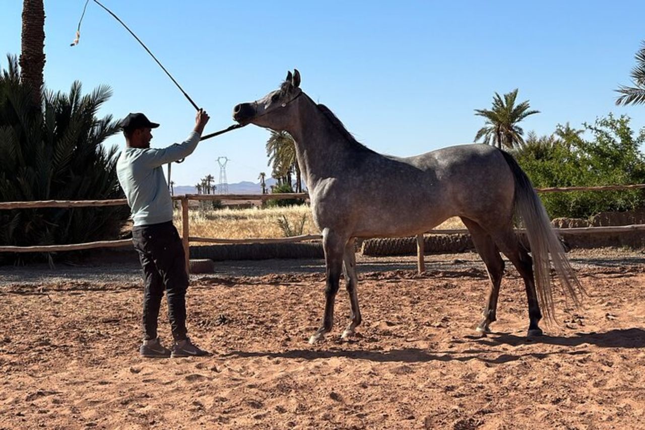 Marrakech : Balade à cheval Privée à la Palmeraie de Marrakech — 9