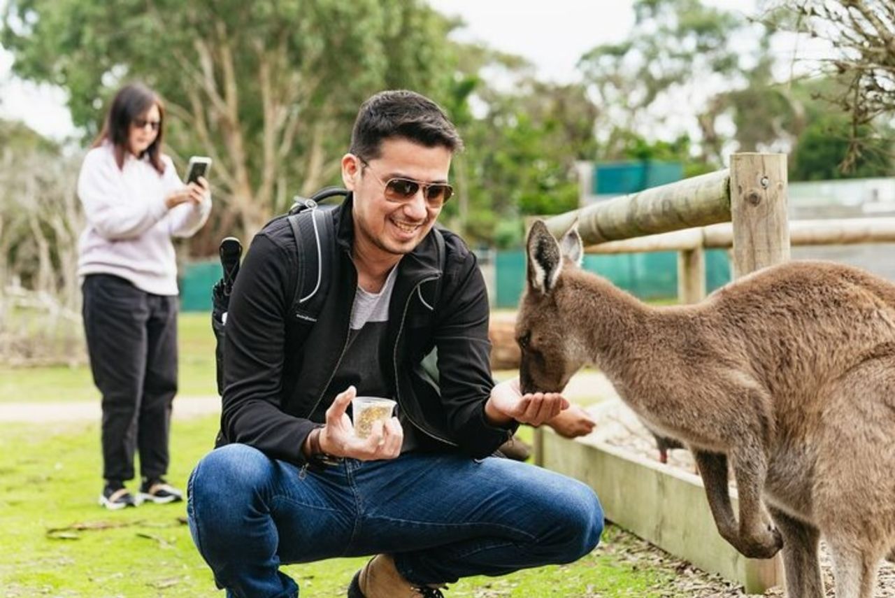 Parata di pinguini, e la fauna selvatica incontra Eco Tour da Melbourne — 5