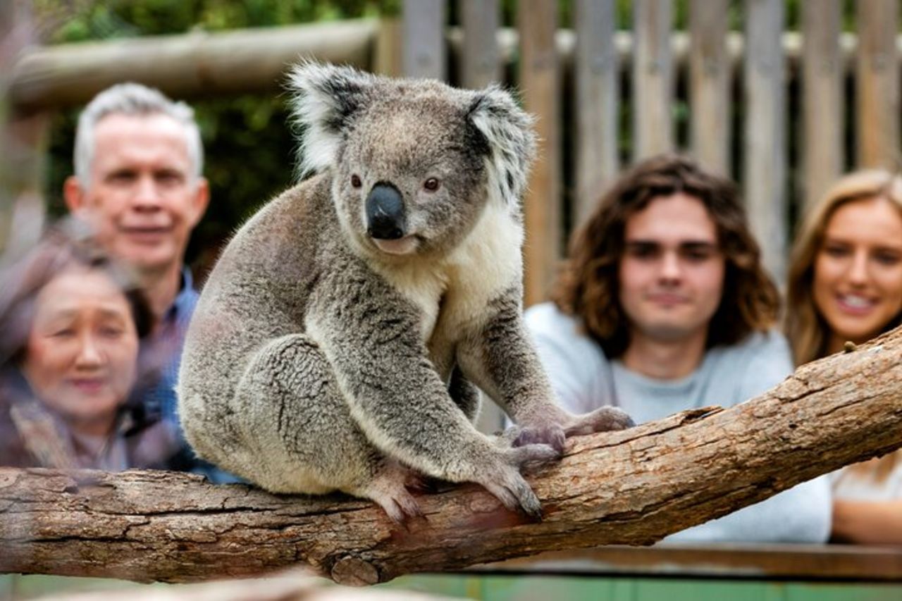 Parata di pinguini, e la fauna selvatica incontra Eco Tour da Melbourne — 6