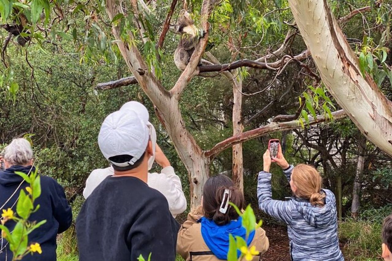 Tour ecologico di un giorno al tramonto di Great Ocean Road da Melbourne — 5