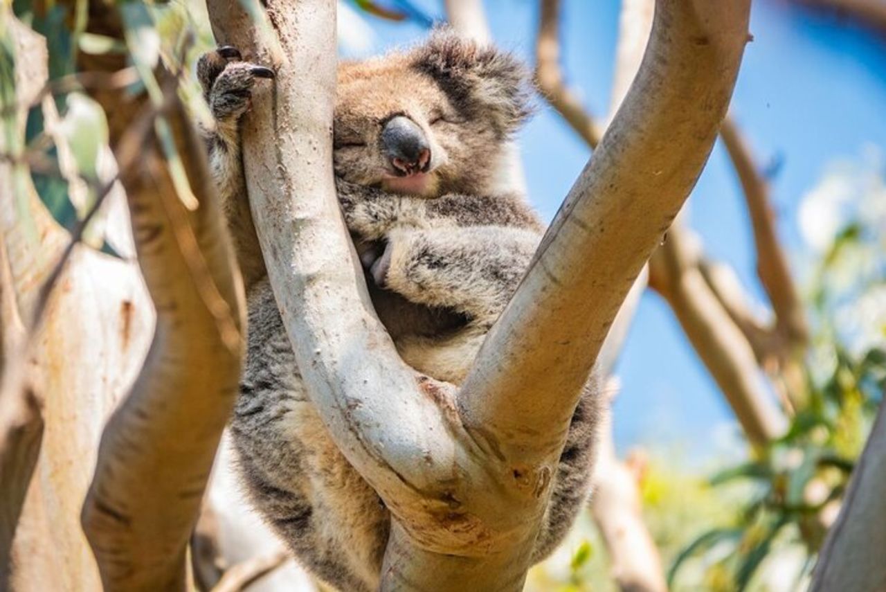 Tour ecologico di un giorno al tramonto di Great Ocean Road da Melbourne — 6