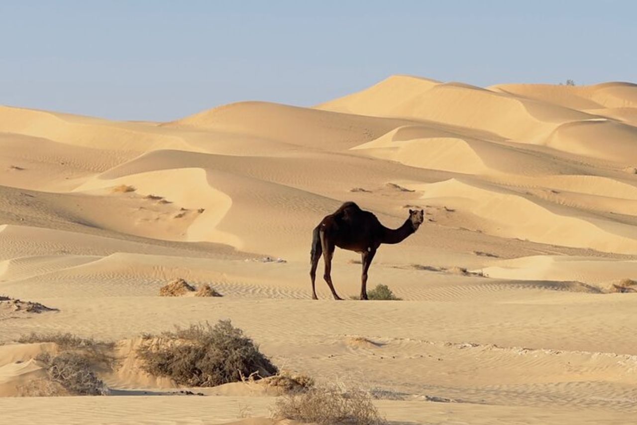 Tour safari nel deserto del tramonto a Salalah(tour privato) — 8