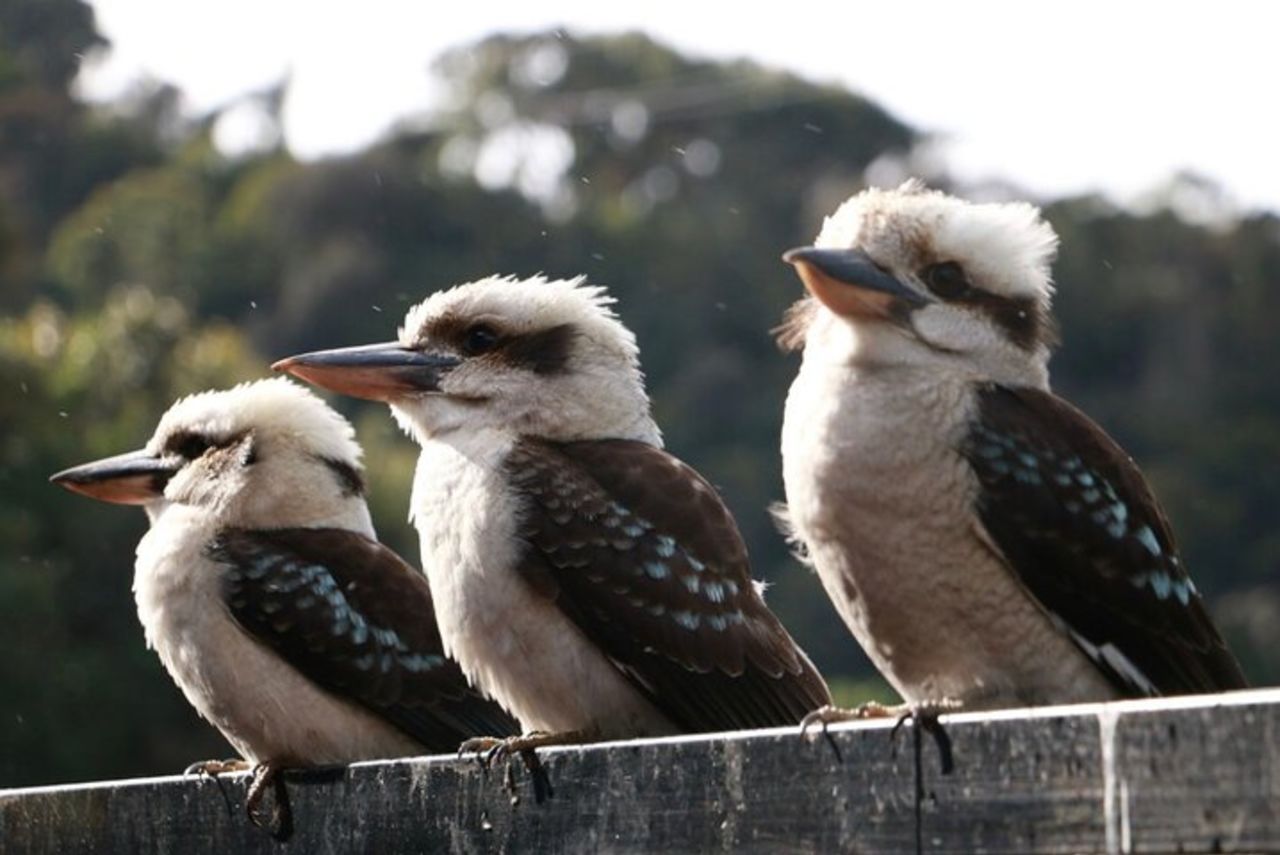 Tour ecologico per piccoli gruppi del Grampians National Park da Melbourne — 7
