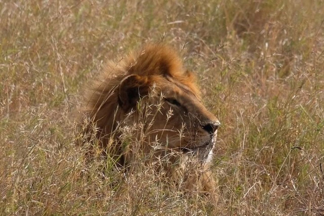 6 giorni Tarangire Ngorongoro Crater e Parco Nazionale del Serengeti — 3